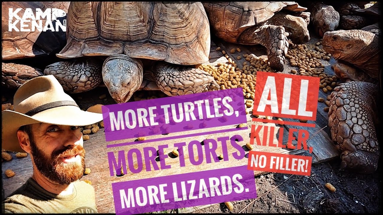 Super Sized Reptile Feeding & Egg Collecting Episode!
