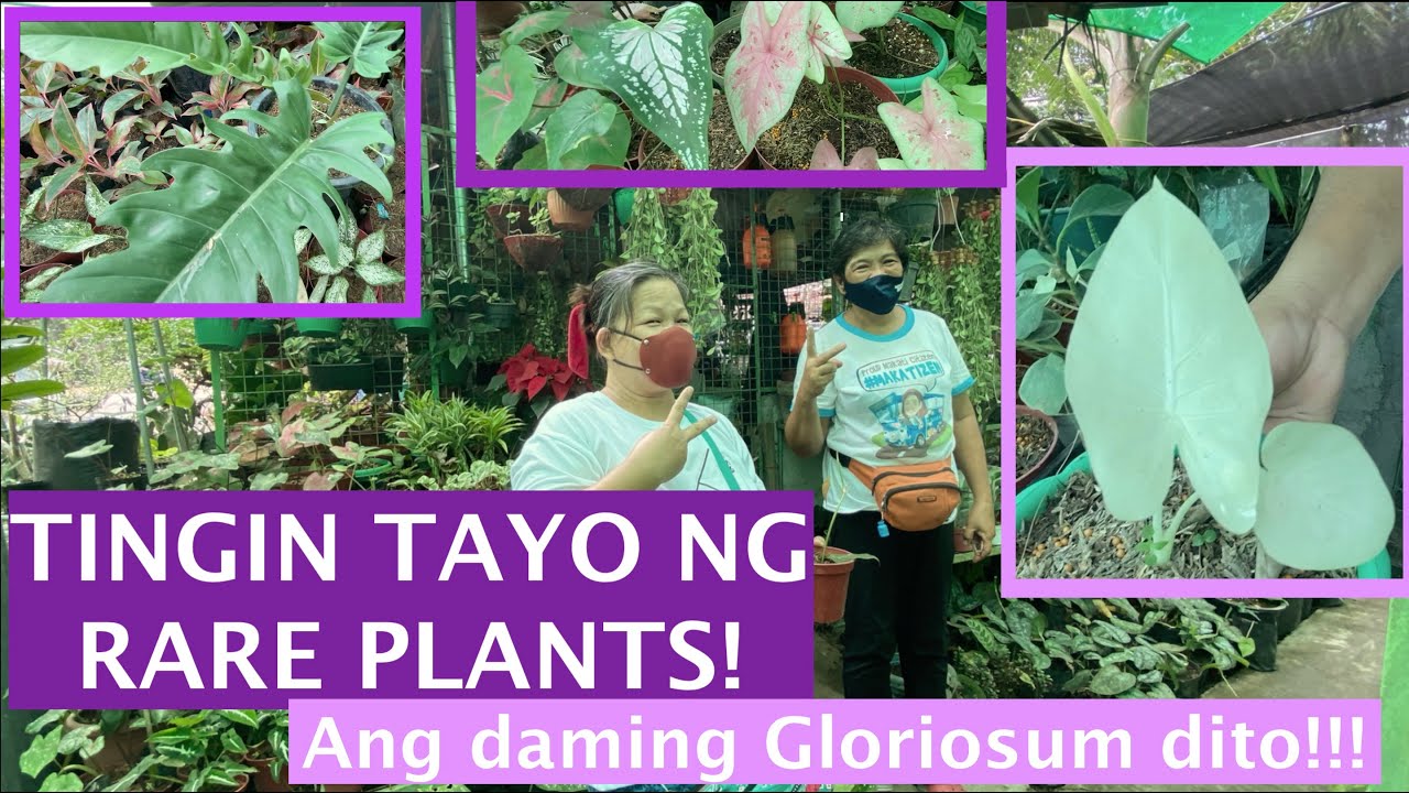 GRABE MURANG GLORIOSUM!! RARE NA MURANG HALAMAN SA CALAMBA (MERLA'S GARDEN) | Mommy Liberty