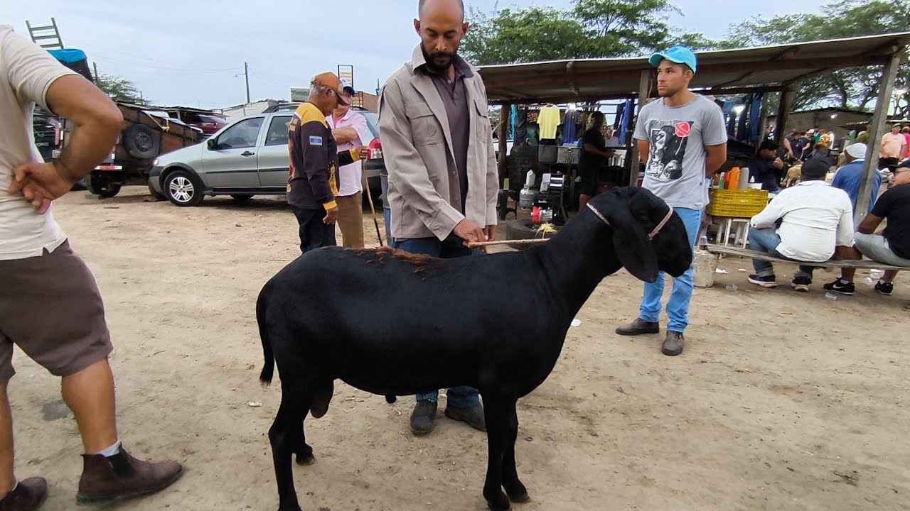 FEIRA DO BODE OVELHA CABRAS  CAMPINA GRANDE-PB18/02/2026 OLHA ESSE BORREGO BERGANÊS CAPA DE REVISTA 