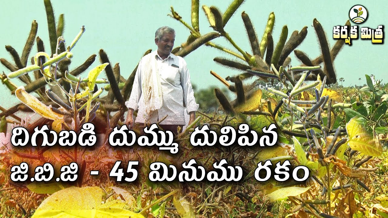 జి.బి.జి - 45 మినుము రకం సాగుతో సత్ఫలితాలు || ఎకరాకు 10 - 15 క్వింటాళ్ల దిగుబడి || Karshaka Mitra