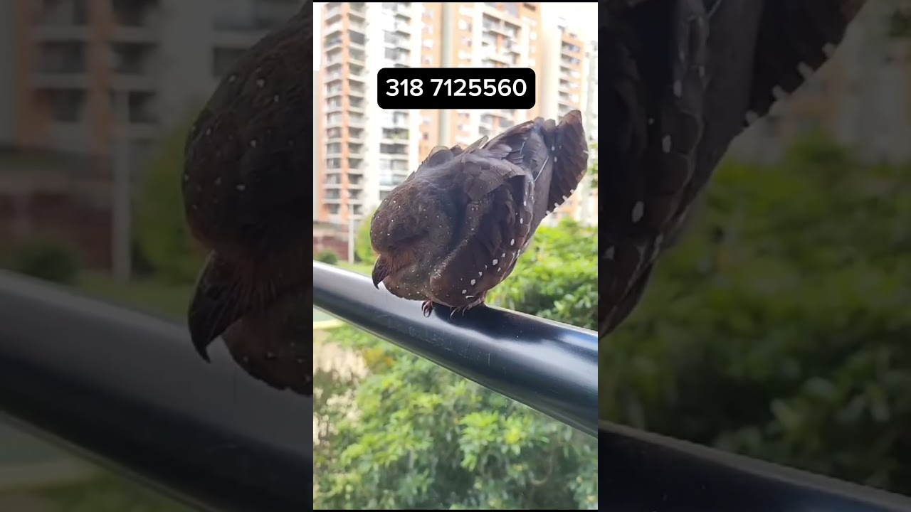 Encuentran en su apto. un chotacabras, ave nocturna que en el d&iacute;a luce somnolienta y desorientada.
