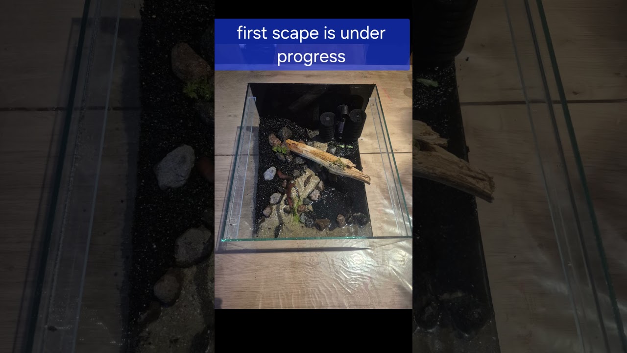 kallax aquarium shrimp and breeding tank project the start