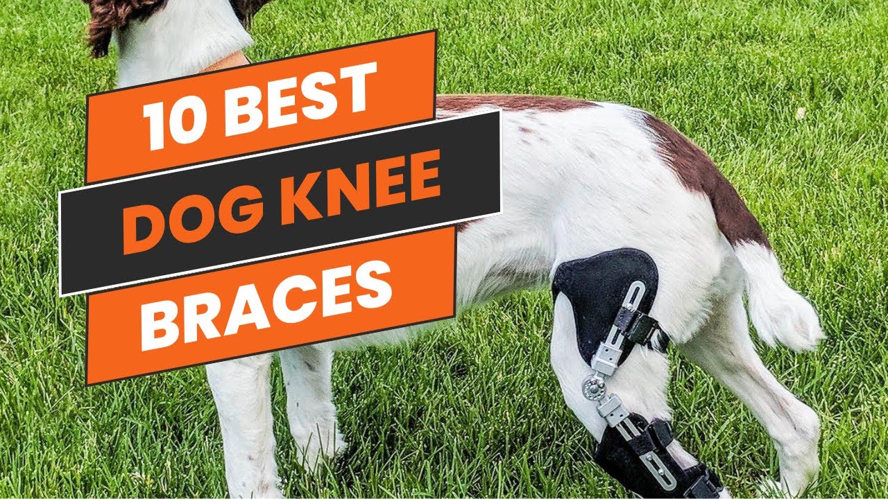 Best Dog Knee Braces in 2025 - Top 10 Dog Knee Braces Rating