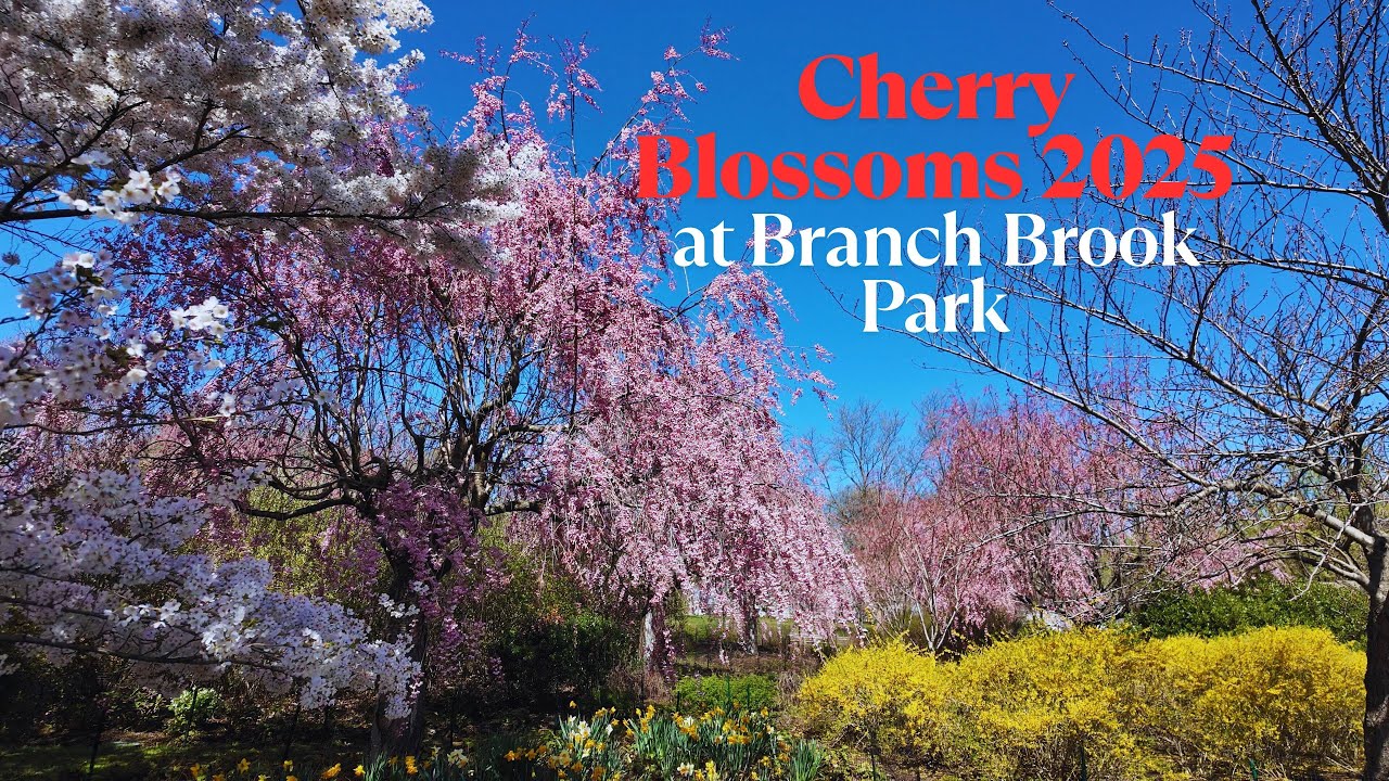 Cherry Blossom Festival 2025 at Branch Brook Park | Scenic Spring Walk