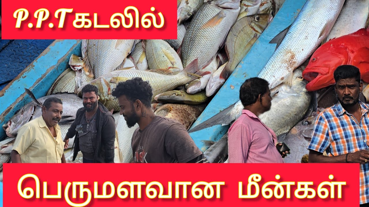 பருத்தித்துறை கொட்டடிக்கு வந்து குவியும் மீன்கள் #colombovicky # jaffna 