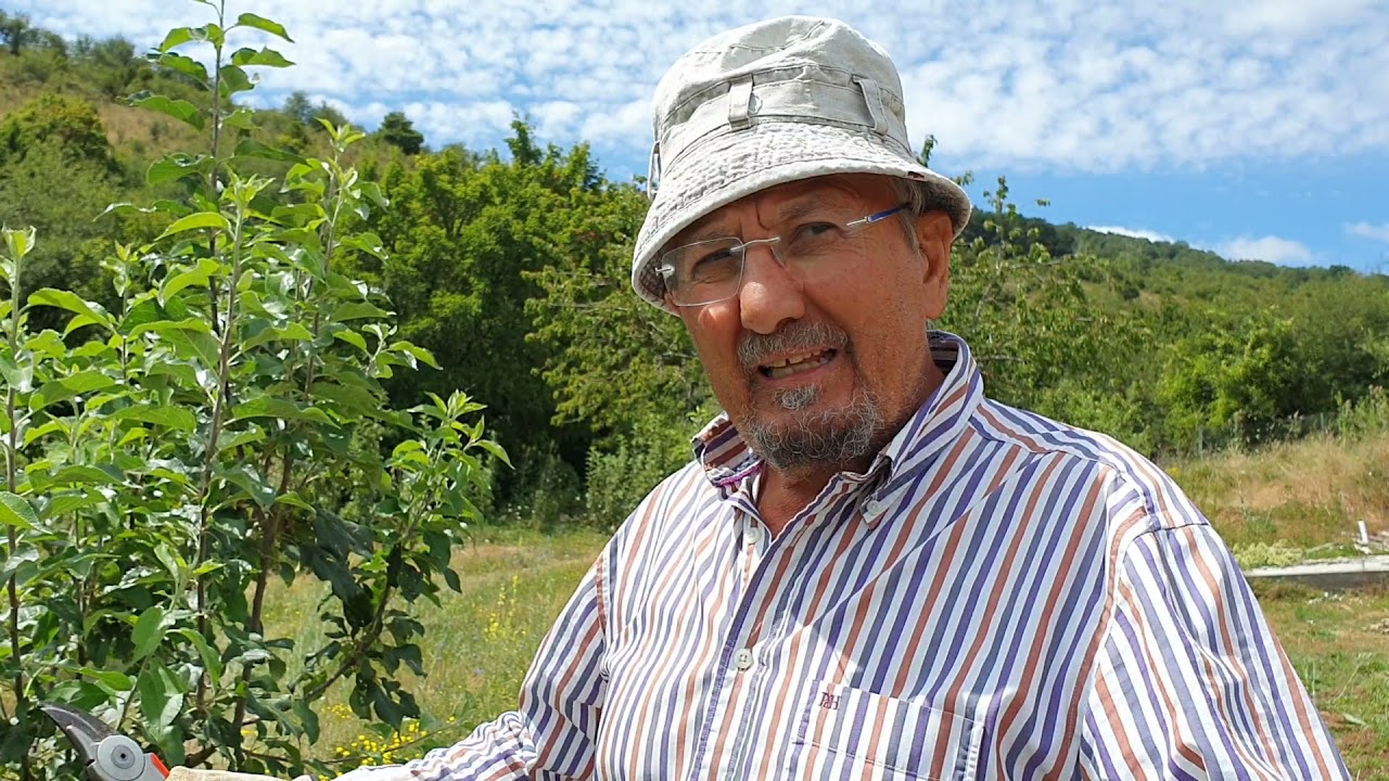 Cómo combatir el pulgón en cultivos ecológicos de manzanos.