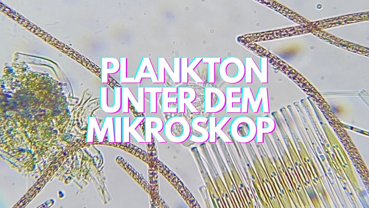 Plankton unter dem Mikroskop – Einblick in die unsichtbare Welt