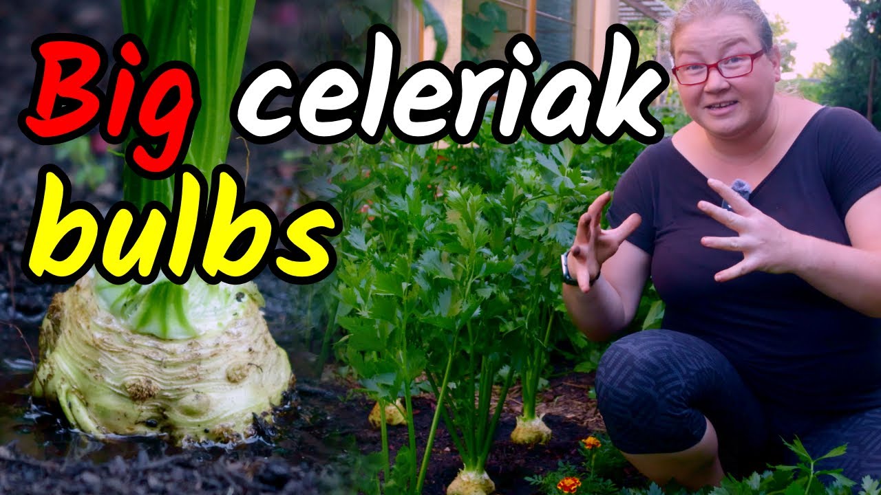 👩&zwj;🌾Grow BIG CELERIAC BULBS! Now is the last chance to change it! Caring for celeriac