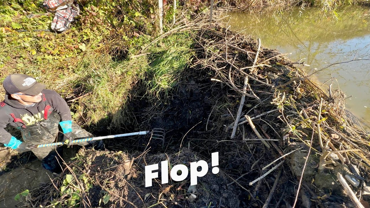 Down goes the beaver dam!