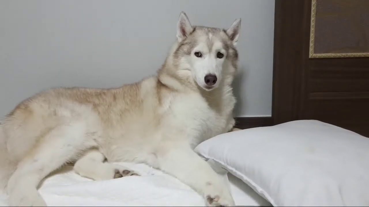 오랜만입니다. 베텔이 상태보여드려요