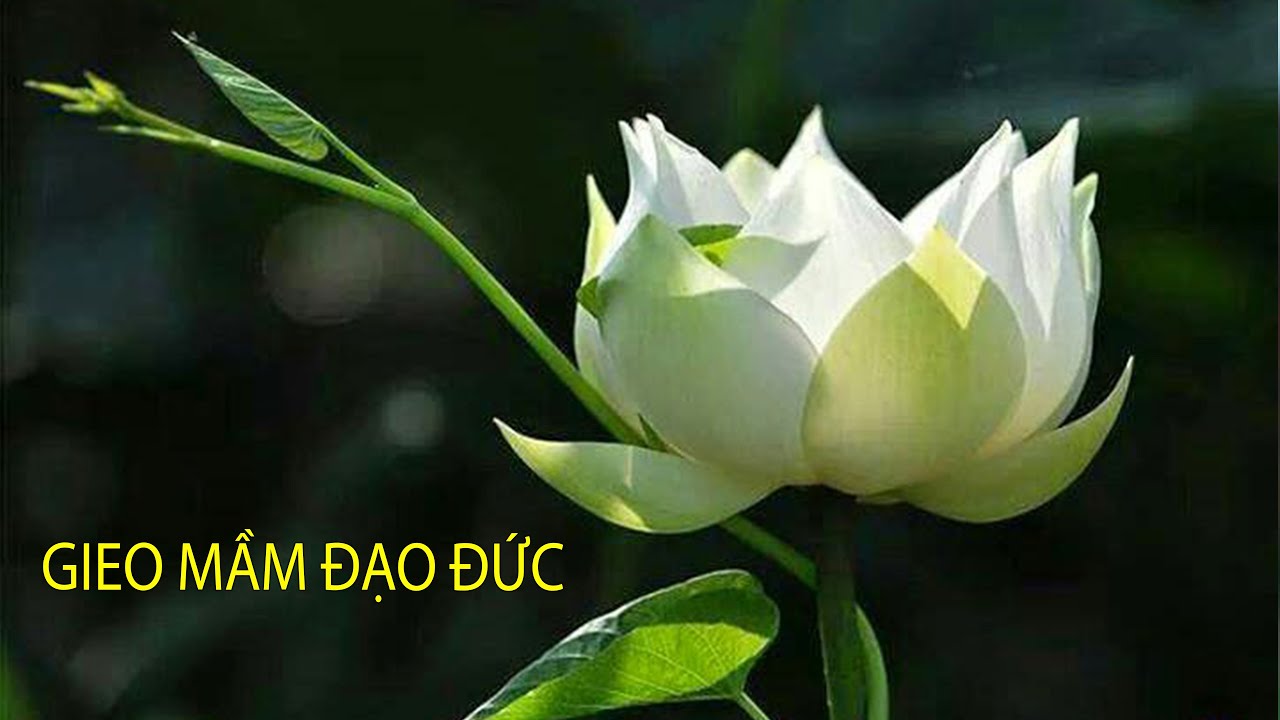 GIEO MẦM ĐẠO ĐỨC