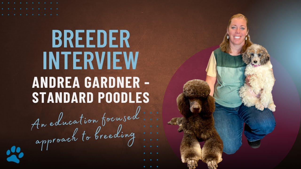 12 Days of Breeders 2025 - Day 11 - Andrea Gardner of Desert Sky Poodles