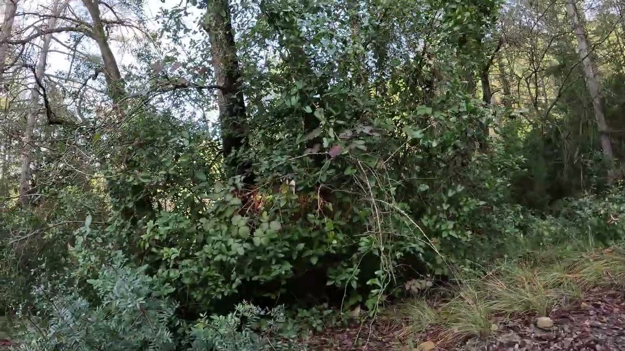 ·punxabudell oest· 2601