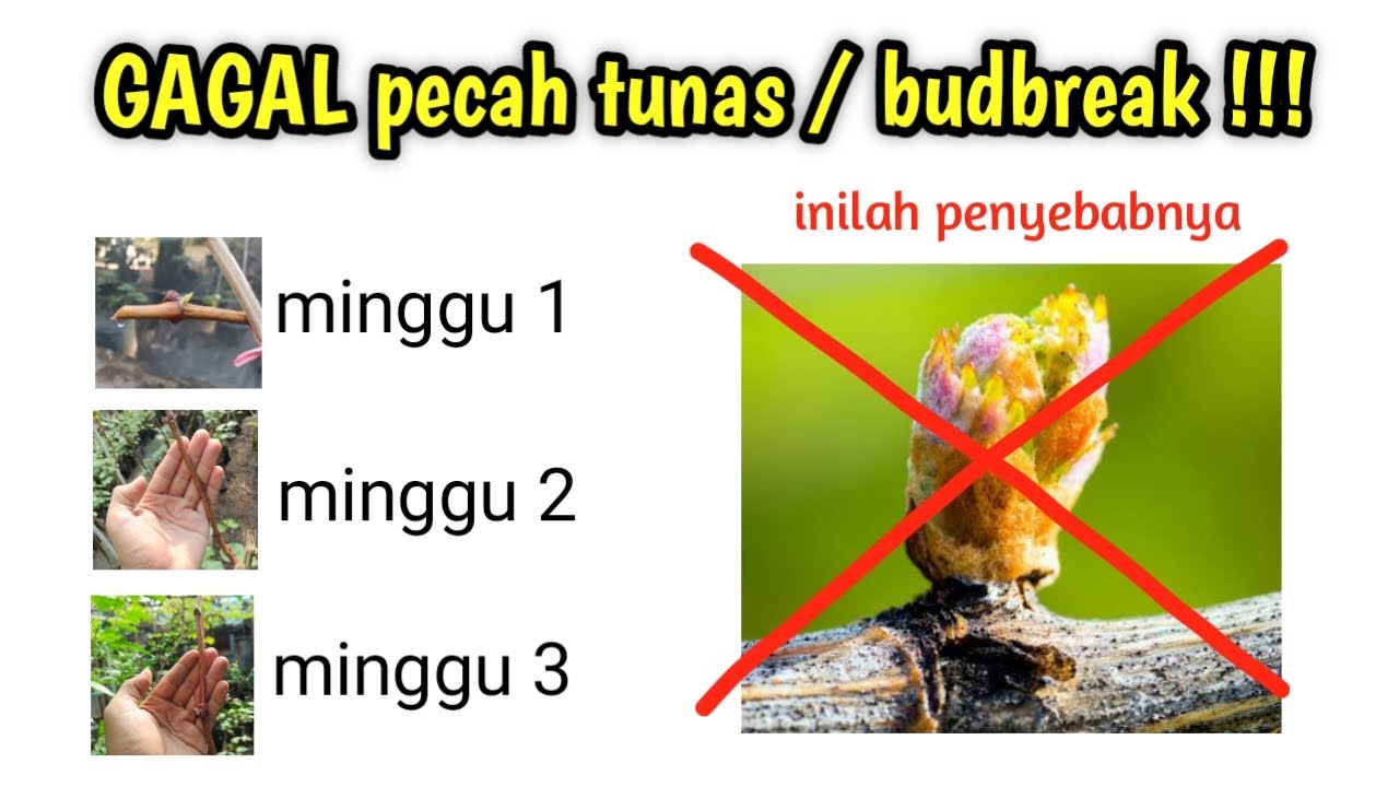 mata tunas / bud anggur gagal pecah, inilah penyebabnya !!!