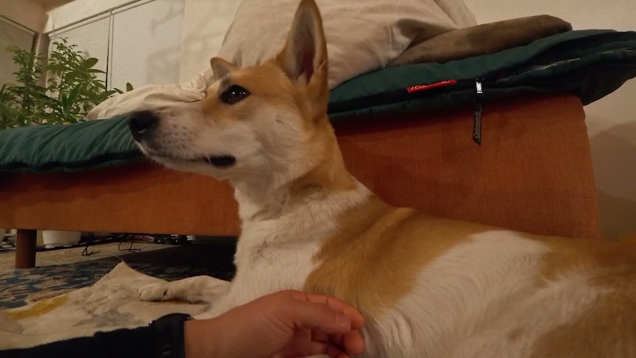 大好きな赤い袋で遊ぶ犬。#犬#雑種＃チル＃中型犬#dog#puppy#