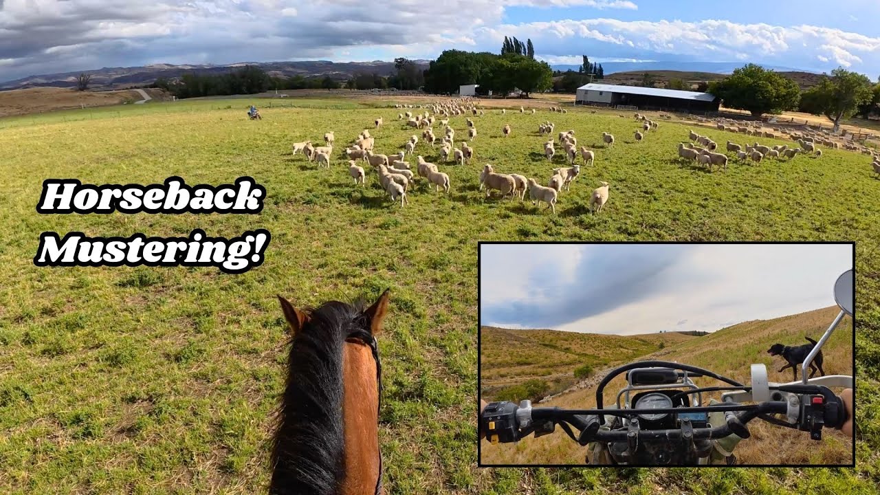 Mustering 2,000 Sheep | Body Cam Farm Life (Part 1)