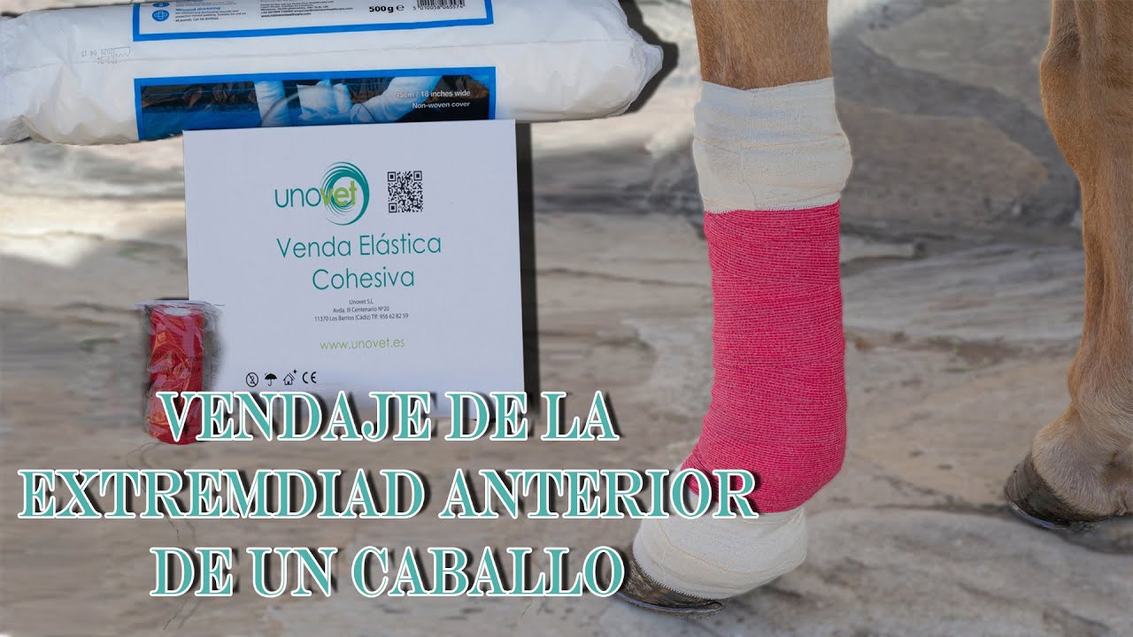 COMO REALIZAR UN CORRECTO VENDAJE EN CABALLOS