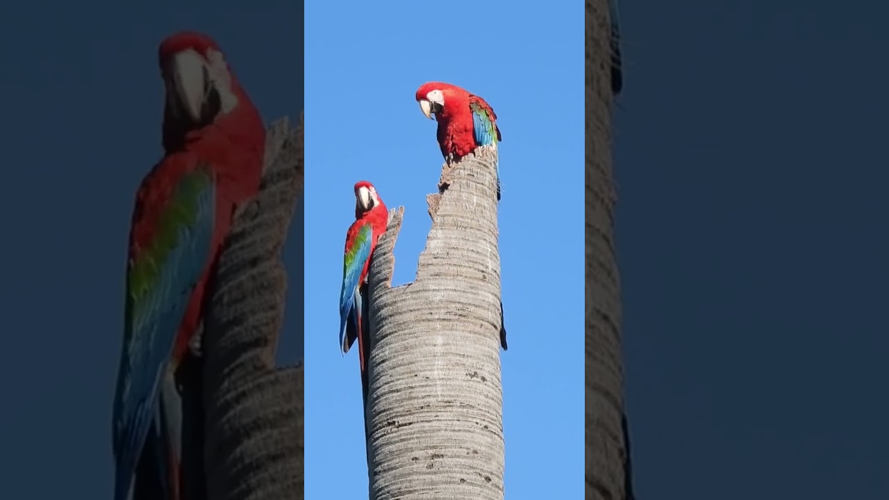 Canto de P&aacute;ssaros - ARARA-VERMELHA - Red-and-green Macaw  #birds #cantodepassaros
