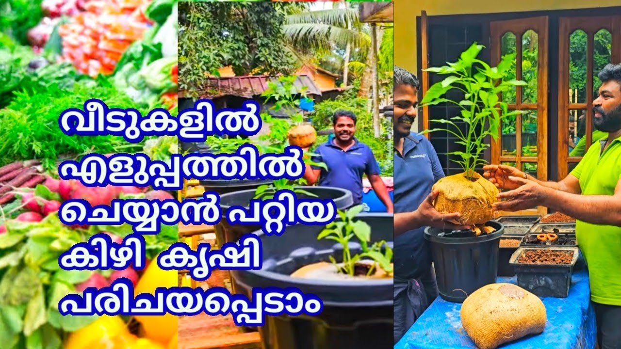 വീടുകളിൽ എളുപ്പത്തിൽ ചെയ്യാൻ പറ്റിയ കിഴി കൃഷി പരിചയപ്പെടാം