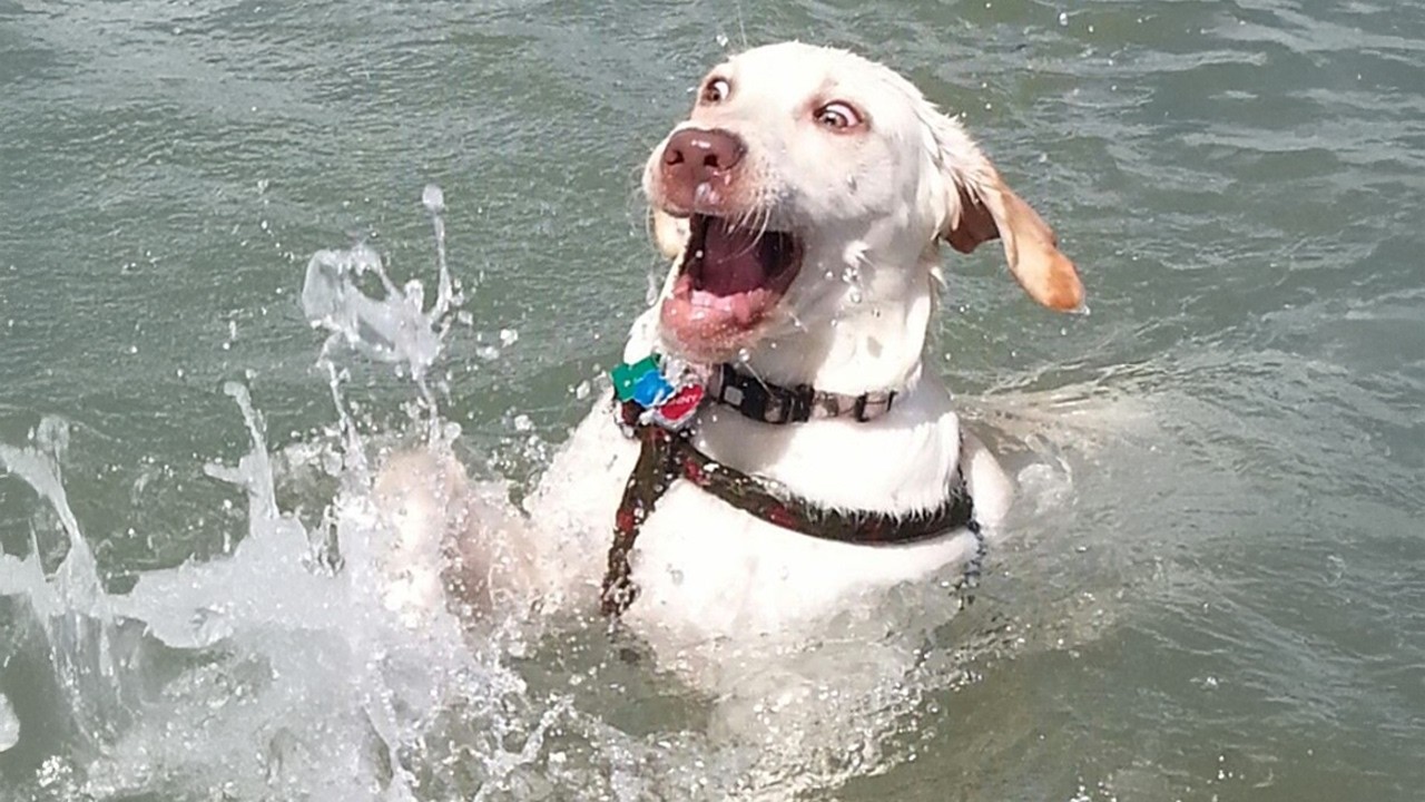 Hilarious Dogs Absolutely Can't Resist The Ocean! 🤣🌊