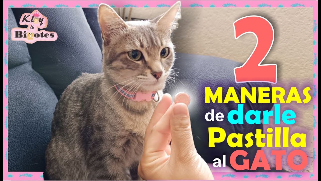 2 FORMAS DE DARLE PASTILLA A TU GATO