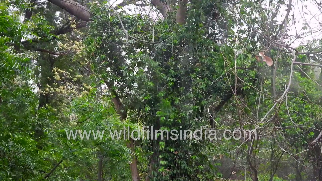 Summer-time squall hits Delhi: Dust Storm followed by rain and trees getting uprooted