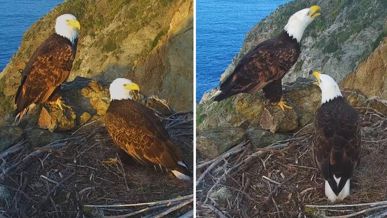 Two Harbors Eagles🦅 Cholyn & Chase Have a Frisky Morning 🎆 Twice😅 explore.org |  2026 Feb 2