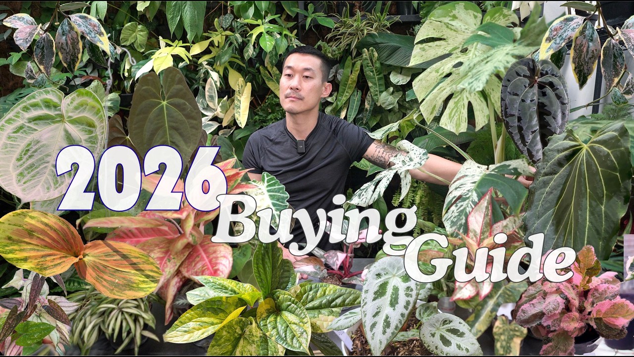 2025 Recap AND Exciting Plant Trend Forecast For 2026!
