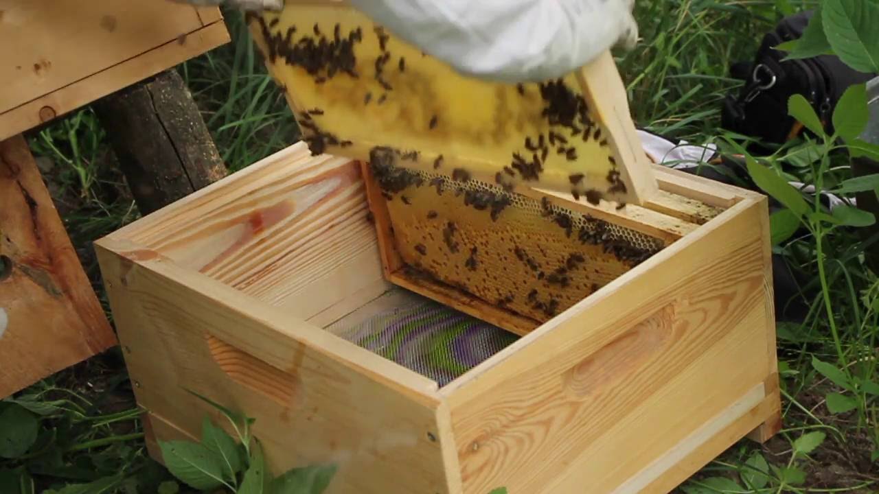 Rój zwabiony i osadzony