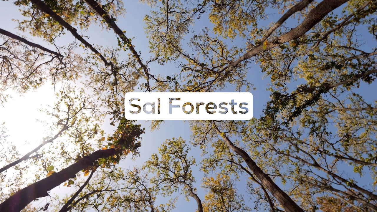 The Sal Symphony | Unravel Mysteries of Uttarakhand's Sal 🌴| Slaty Woodpecker | @RoundglassSustain