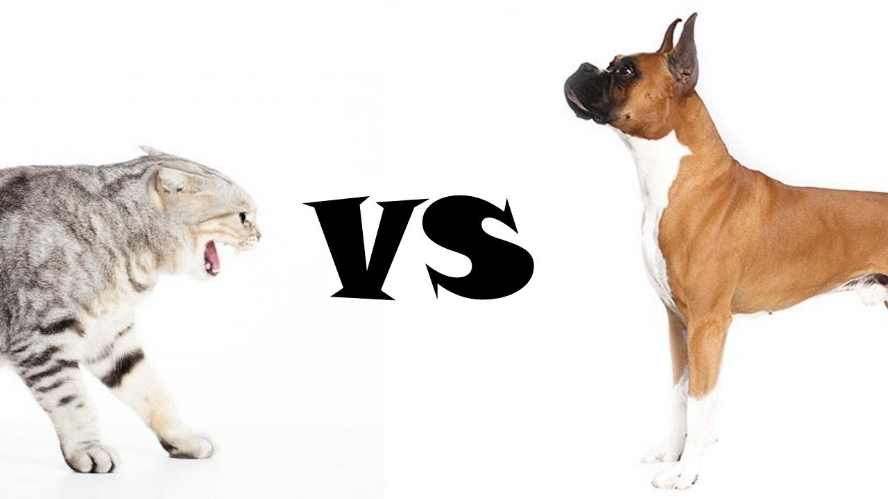 funny and cute cat vs dog video compilation