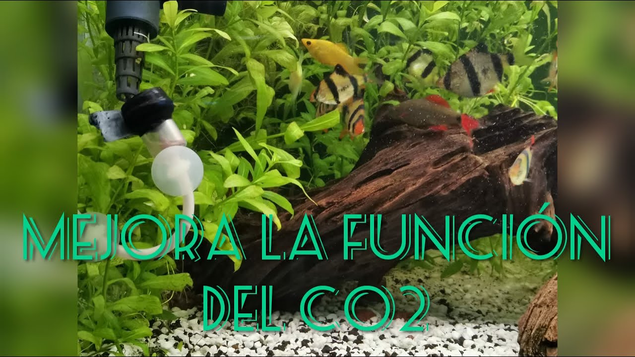 COMO MEJORAR EL RENDIMIENTO DE CO2 PARA ACUARIO