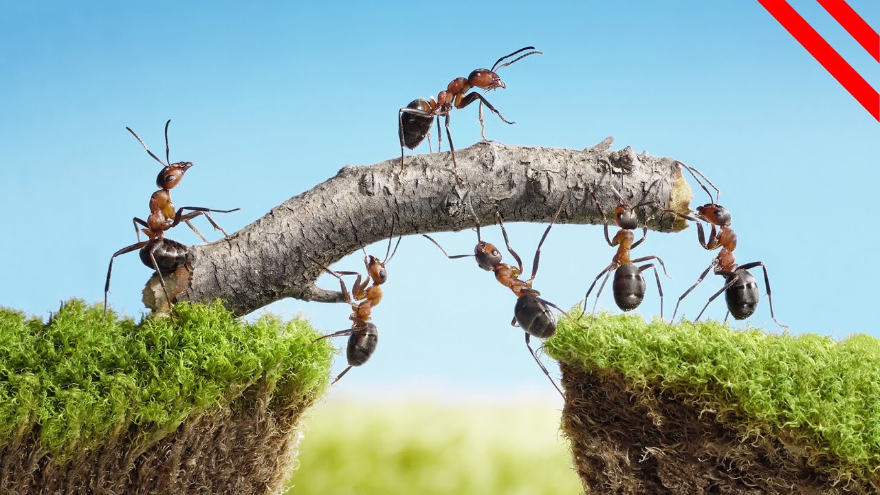 Best Animal Builders & Engineers In The World