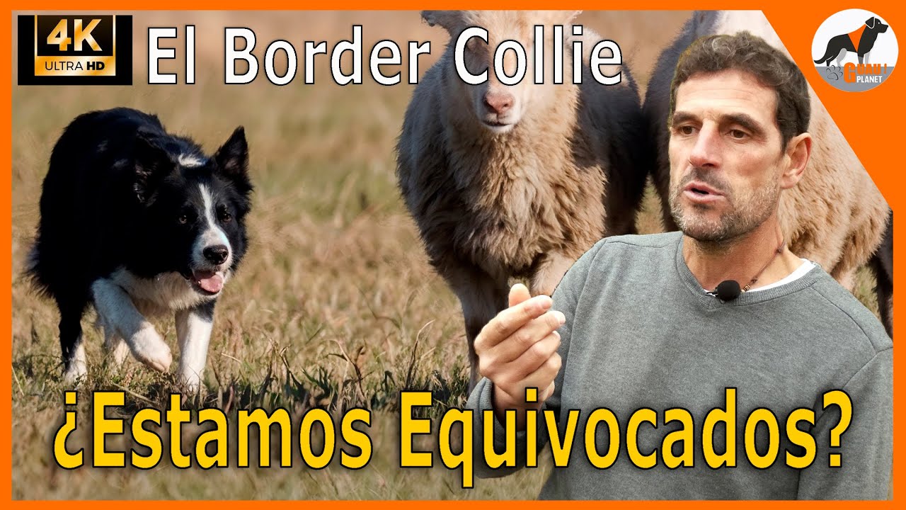 “Óscar Murguía: La verdad del Border Collie que nadie te cuenta 🐑🐕‍🦺🔥”#BorderCollie #PerrosPastores