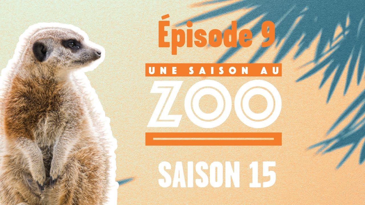 Les suricates amusent la galerie lors de leur enrichissement (S15E09) [INTEGRAL]