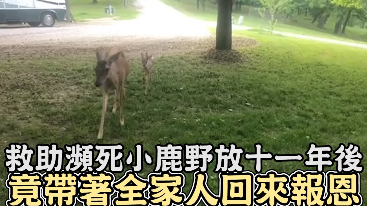 從車禍中救助瀕死小鹿，野放11年後竟帶著全家人回來報恩,還和狗狗成為最好的朋友｜#鹿｜#動物救援｜#感動｜#暖心｜#動物｜#動物報恩｜#救援