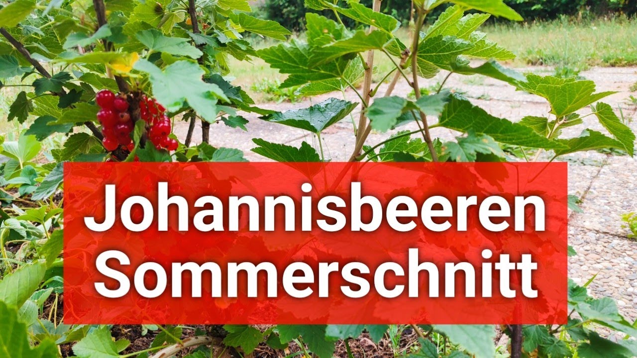 Johannisbeeren richtig schneiden | Anleitung Sommerschnitt ✂️