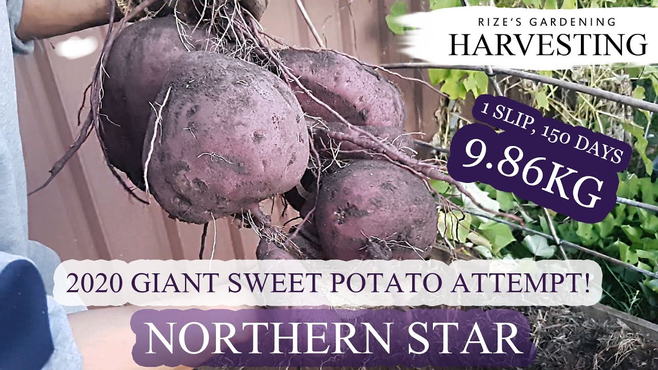 2020 Giant Sweet Potato attempt, 1 slip!(First attempt, first record!)(Northern Star) - 150 days