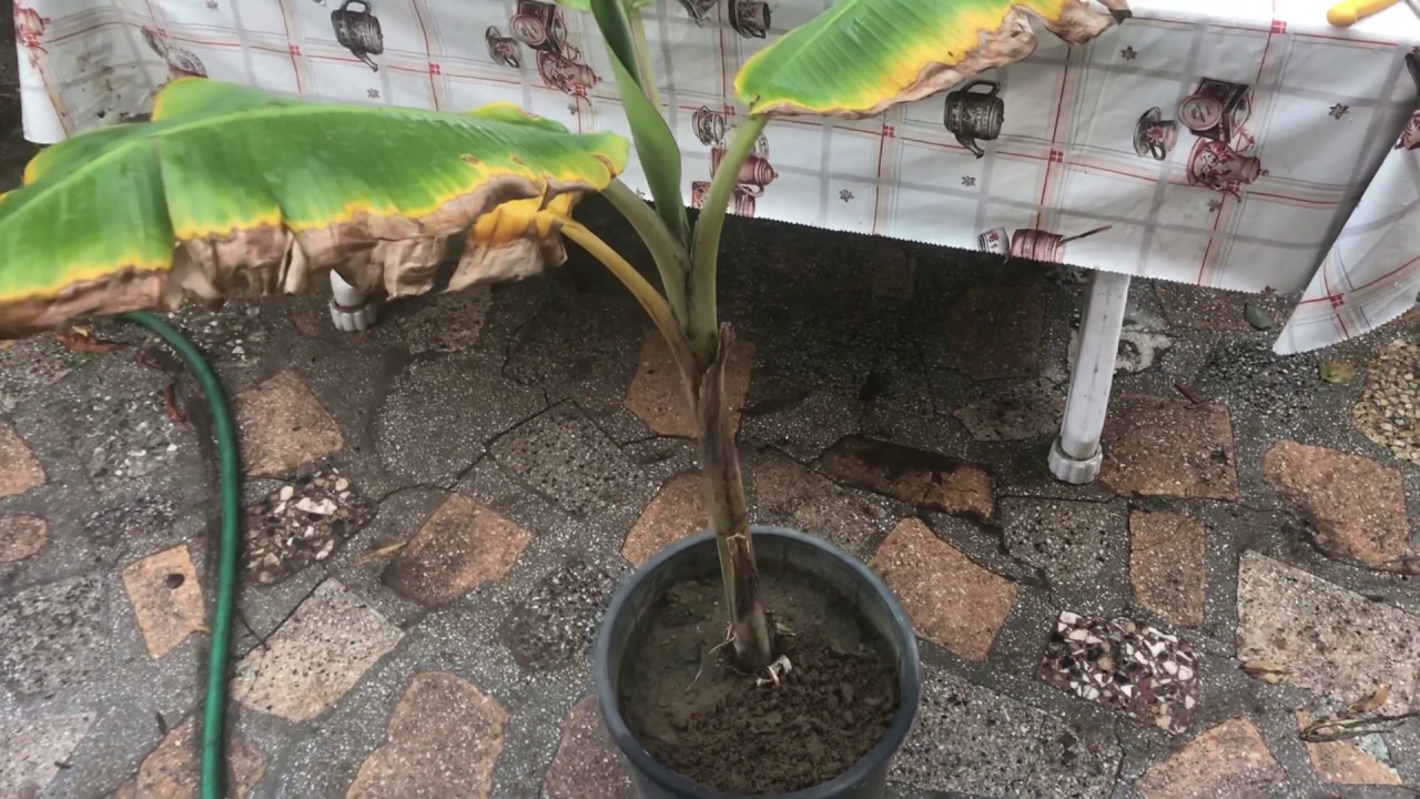 MUZ FİDANIM GELDİ. NASIL AMA?