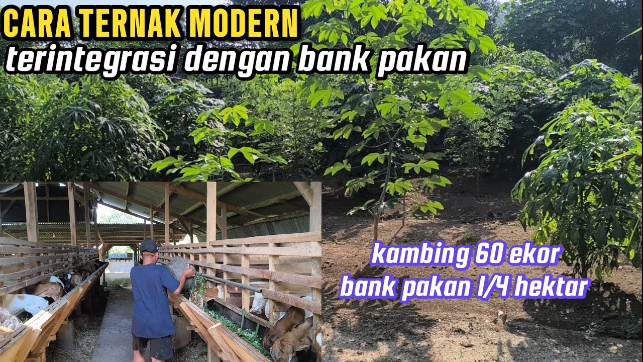 suhar farm: ternak kambing dengan sistem terintegrasi bank pakan