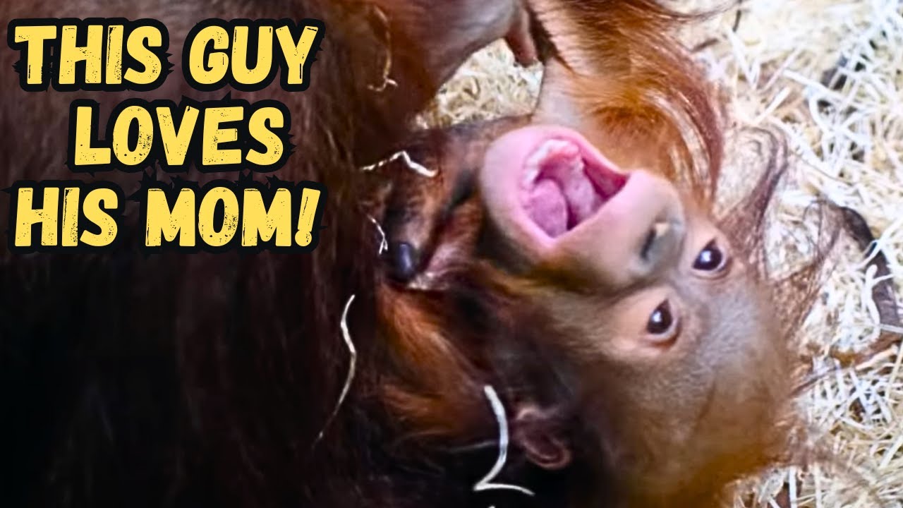 Baby Orangutan Jarang Loves Cuddles From Mom