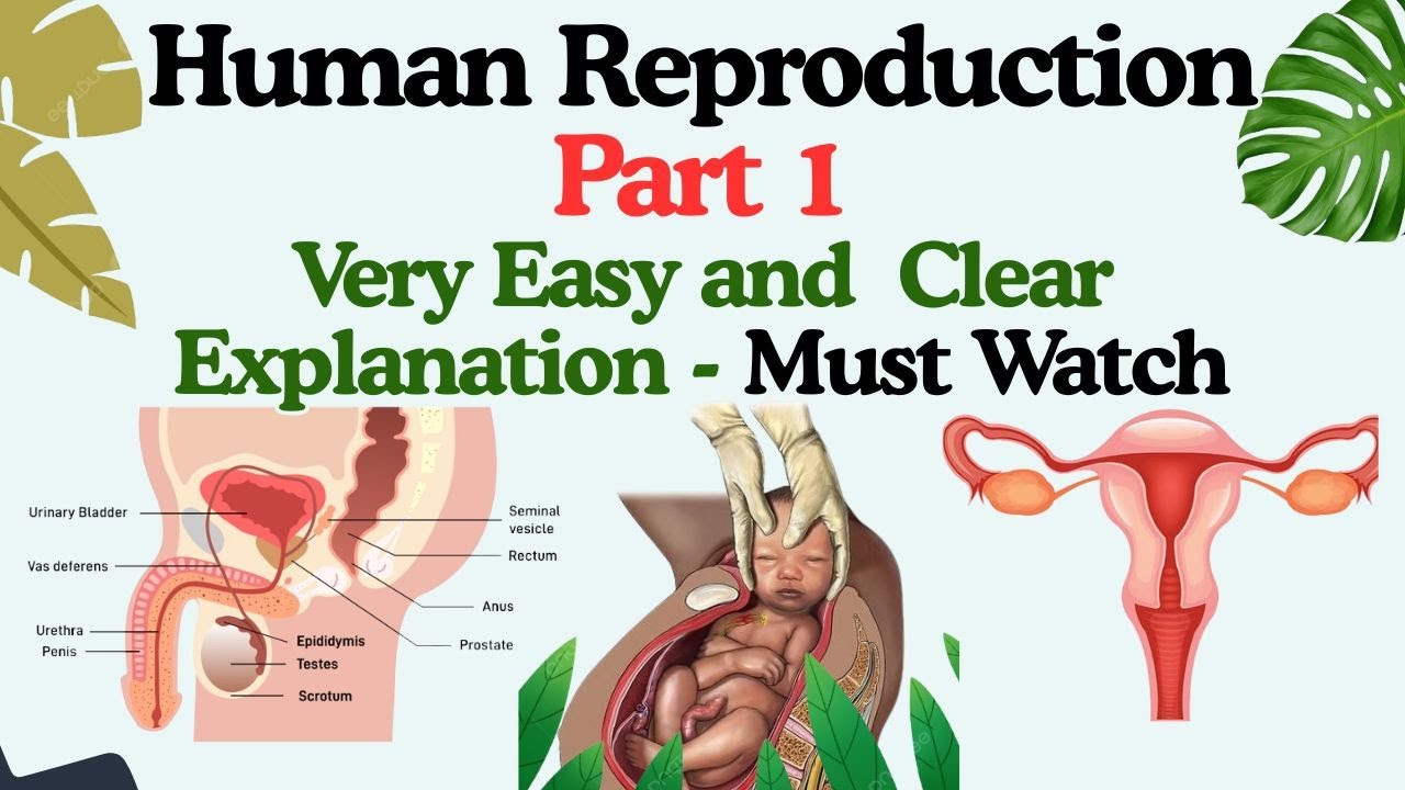 Structure of testis | Male Reproductive System | Class 12 Biology | Human Reproduction Part 1