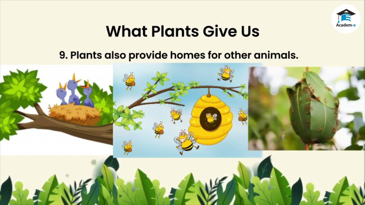 SCIENCE01L21: Uses of Plants