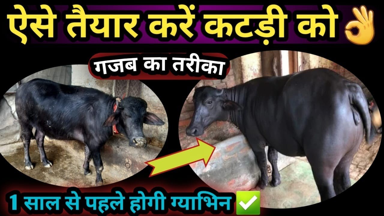 ✅कटड़ी तैयार करने का गजब का तरीका👌ऐसे तैयार करें कटड़ी को Calf ko Tyar karne ka Sahi Tarika 