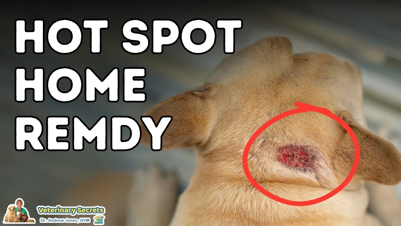 Best Dog Hot Spot Home Remedy