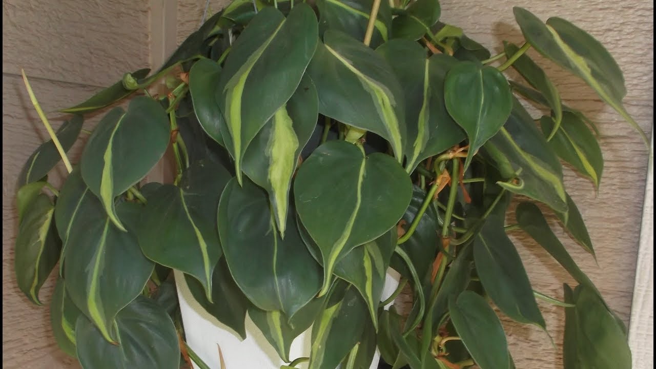 Philodendron Plant Rescue 2:  How to re-pot and propagate Philodendron Cuttings