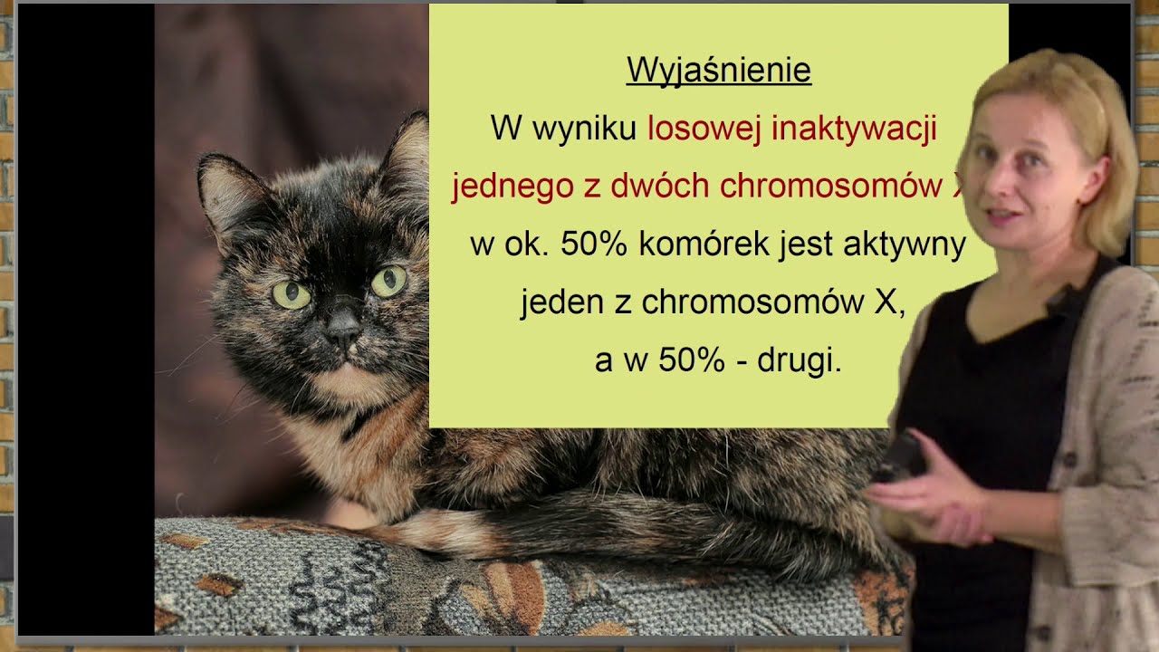 Biologia - LO - matura. Dziedziczenie cech sprzężonych z płcią