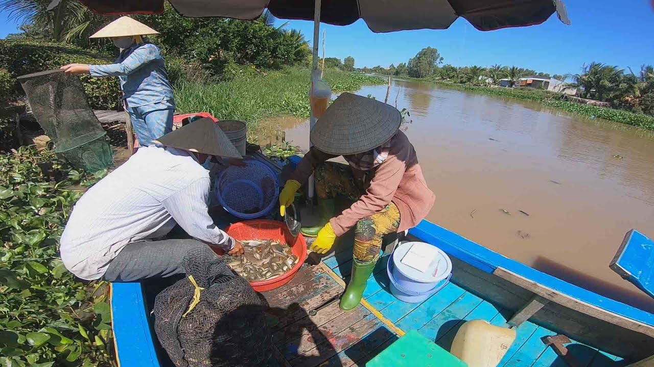 Mùa nước nổi với nghề khai thác và mua bán cá đồng