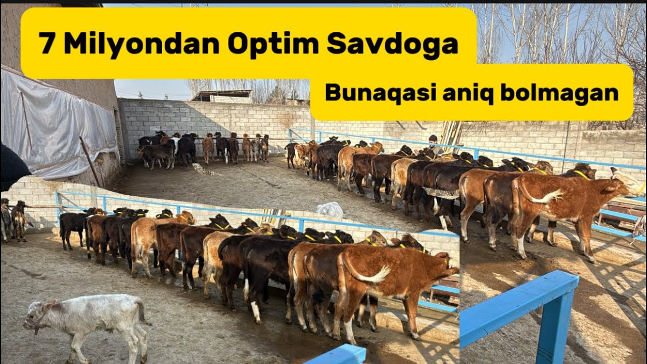 ✅ SIZ IZLAGAN ARZON CHORVA BUGUN SOTUVDA SIZGA ILINDIK🤝