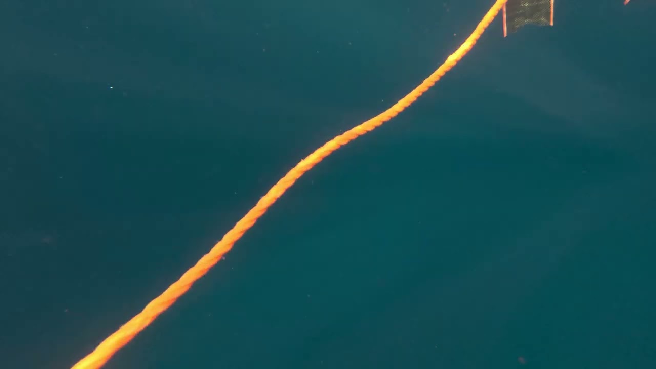 Pesca submarina con la banda Chorcheños Crew